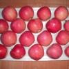 2024 High Quality New Crop Fresh Qinguan Dallo FUJI Gala Huaniu Apple Garlic Giner
