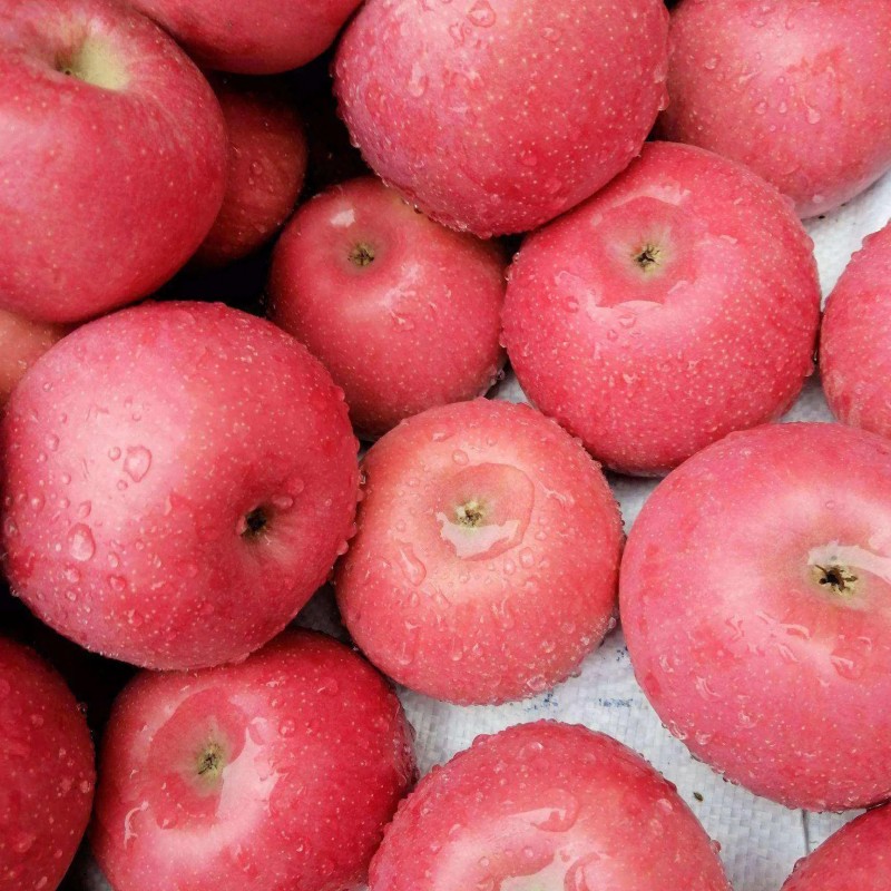 2024 High Quality New Crop Fresh Qinguan Dallo FUJI Gala Huaniu Apple Garlic Giner