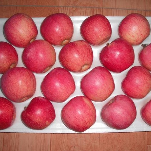 2024 High Quality New Crop Fresh Qinguan Dallo FUJI Gala Huaniu Apple Garlic Giner