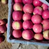 2024 High Quality New Crop Fresh Qinguan Dallo FUJI Gala Huaniu Apple Garlic Giner