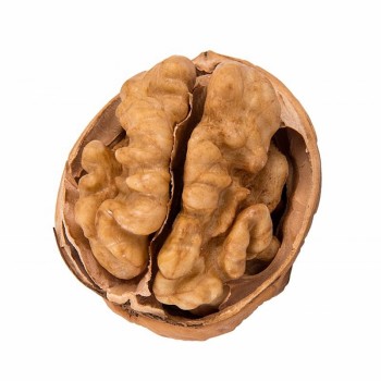Dried Raw Walnuts in Shell 185 with Paper Shell