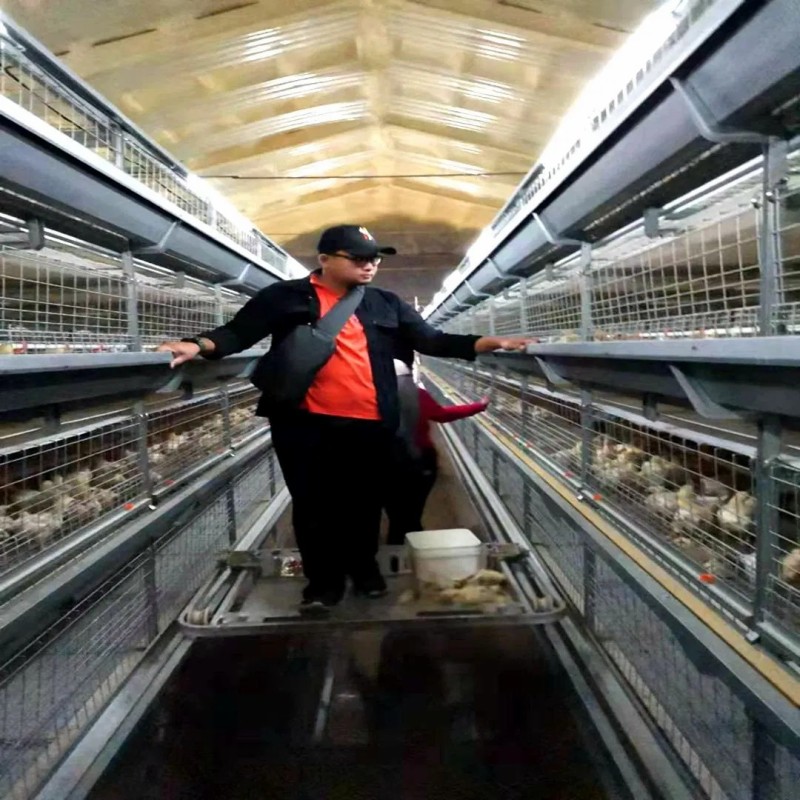 Galvanized Automatic 4 Tier Battery Meat Chicken Feeding Cage for Poultry Fram/ Farming Meat Broiler Raising Equipment