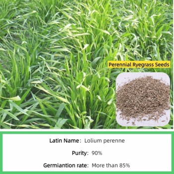S803 Lolium Multiflorum Perenne Seeds Perennial Ryegrass Seeds