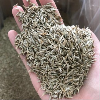 S803 Lolium Multiflorum Perenne Seeds Perennial Ryegrass Seeds