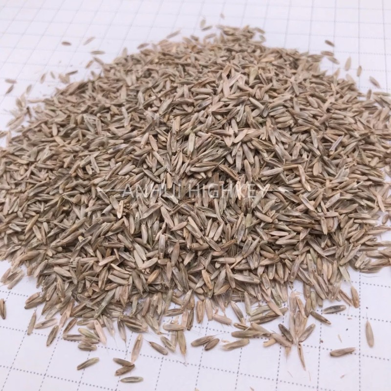 S803 Lolium Multiflorum Perenne Seeds Perennial Ryegrass Seeds