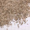 S803 Lolium Multiflorum Perenne Seeds Perennial Ryegrass Seeds
