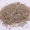 S803 Lolium Multiflorum Perenne Seeds Perennial Ryegrass Seeds