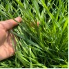 S803 Lolium Multiflorum Perenne Seeds Perennial Ryegrass Seeds