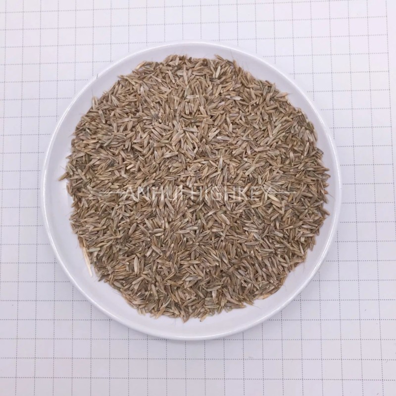 S803 Lolium Multiflorum Perenne Seeds Perennial Ryegrass Seeds