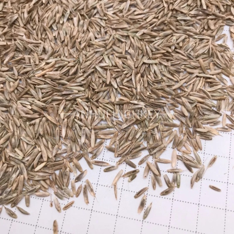 S803 Lolium Multiflorum Perenne Seeds Perennial Ryegrass Seeds