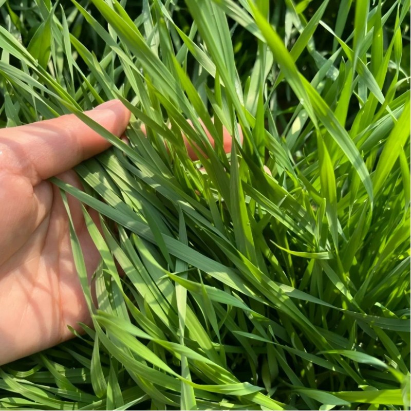 S803 Lolium Multiflorum Perenne Seeds Perennial Ryegrass Seeds