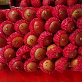 High Mountain Plastic Bagged FUJI Apple Weatern Apple