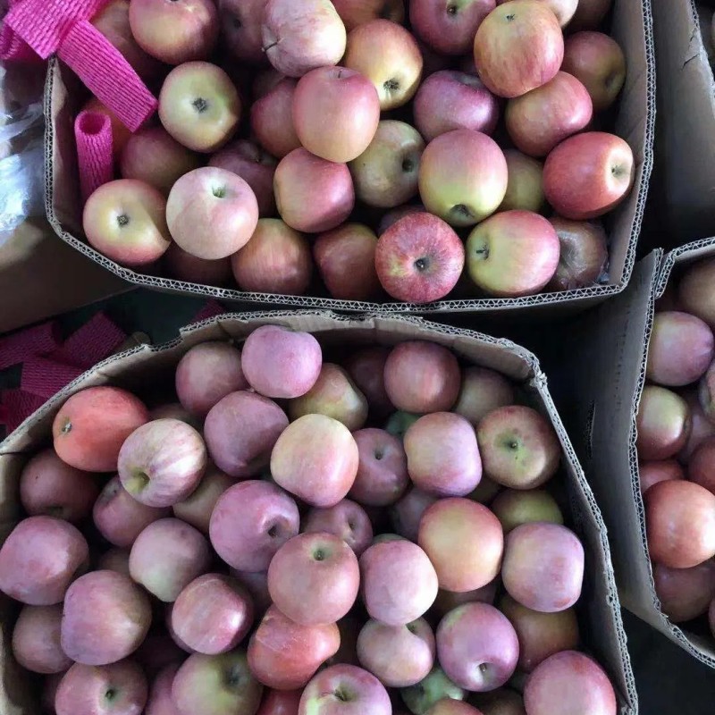 High Mountain Plastic Bagged FUJI Apple Weatern Apple