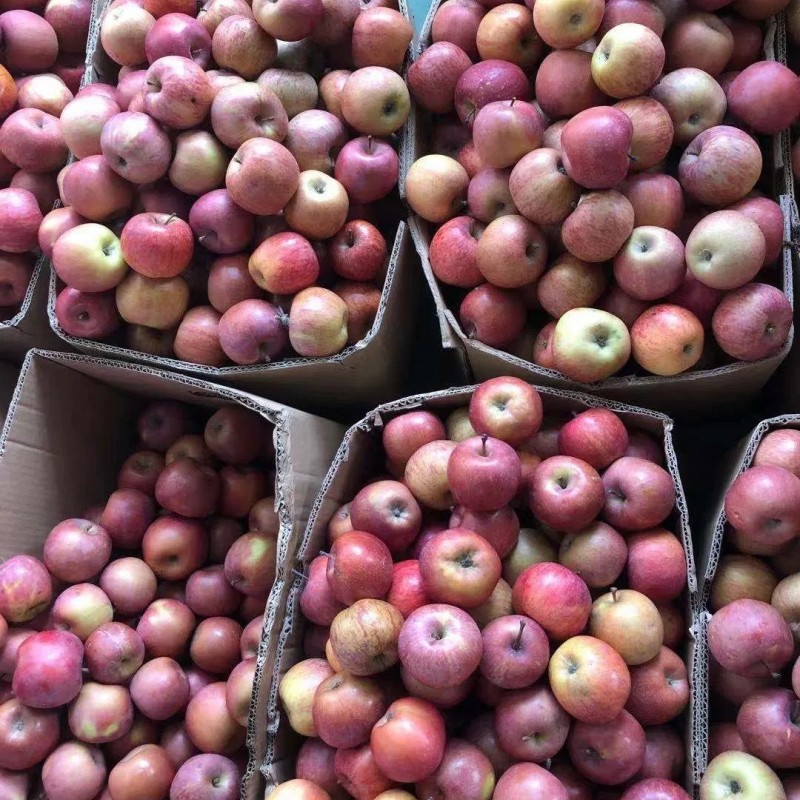 High Mountain Plastic Bagged FUJI Apple Weatern Apple