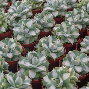 Live Agave Americana Wholesale Cnplantport Home Decor Garden Indoor Plants Nursery