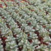 Live Agave Americana Wholesale Cnplantport Home Decor Garden Indoor Plants Nursery