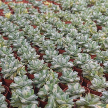 Live Agave Americana Wholesale Cnplantport Home Decor Garden Indoor Plants Nursery