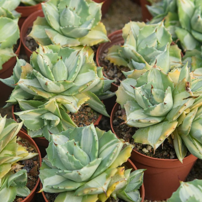 Live Agave Americana Wholesale Cnplantport Home Decor Garden Indoor Plants Nursery