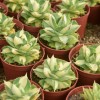 Live Agave Americana Wholesale Cnplantport Home Decor Garden Indoor Plants Nursery