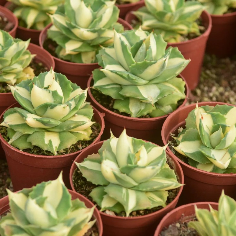 Live Agave Americana Wholesale Cnplantport Home Decor Garden Indoor Plants Nursery