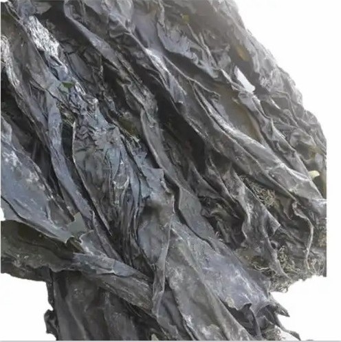 OEM Healthy Food Algae Laminaria Japonica Factory Price Kelp