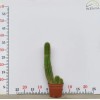 Various Sizes Pilosocereus Machrisii Slim Columnar Cactus Ornamental Live Plant