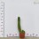 Various Sizes Pilosocereus Machrisii Slim Columnar Cactus Ornamental Live Plant