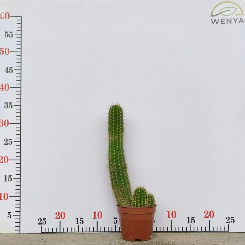 Various Sizes Pilosocereus Machrisii Slim Columnar Cactus Ornamental Live Plant