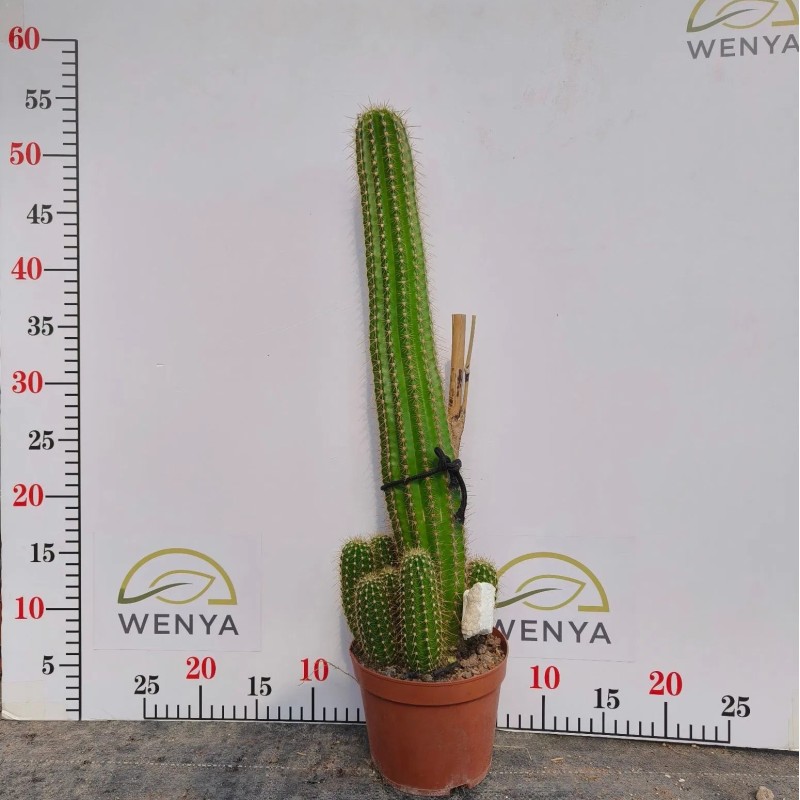 Various Sizes Pilosocereus Machrisii Slim Columnar Cactus Ornamental Live Plant