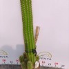 Various Sizes Pilosocereus Machrisii Slim Columnar Cactus Ornamental Live Plant