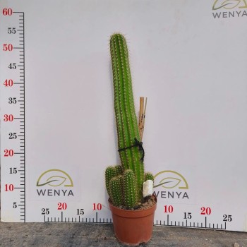 Various Sizes Pilosocereus Machrisii Slim Columnar Cactus Ornamental Live Plant