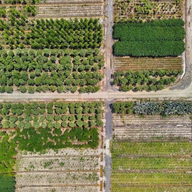 Various Sizes Pilosocereus Machrisii Slim Columnar Cactus Ornamental Live Plant