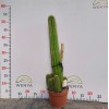 Various Sizes Pilosocereus Machrisii Slim Columnar Cactus Ornamental Live Plant