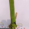 Various Sizes Pilosocereus Machrisii Slim Columnar Cactus Ornamental Live Plant