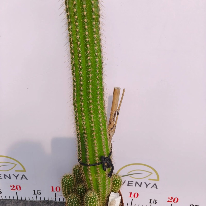 Various Sizes Pilosocereus Machrisii Slim Columnar Cactus Ornamental Live Plant