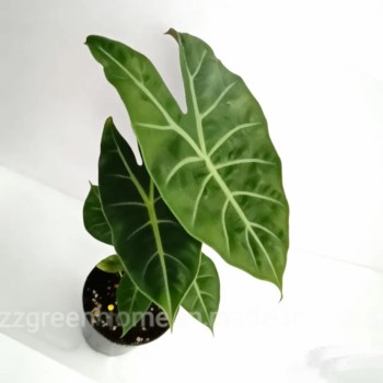 Green Alocasia Pink Dragon Foliage Real Plants