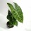 Green Alocasia Pink Dragon Foliage Real Plants
