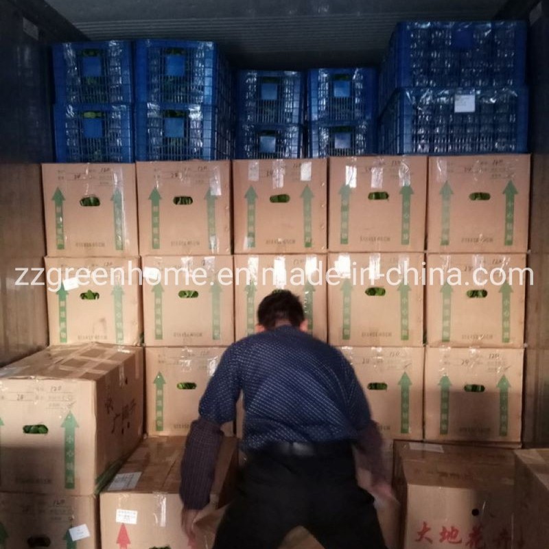 Green Alocasia Pink Dragon Foliage Real Plants