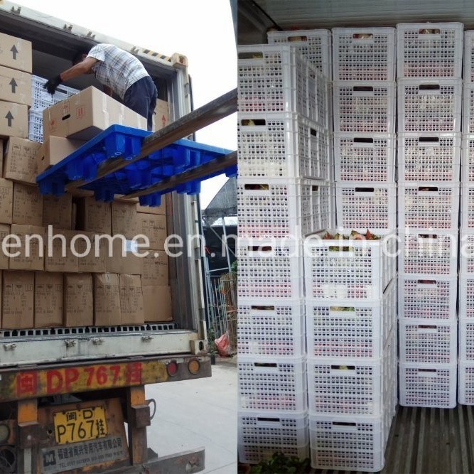 Green Alocasia Pink Dragon Foliage Real Plants