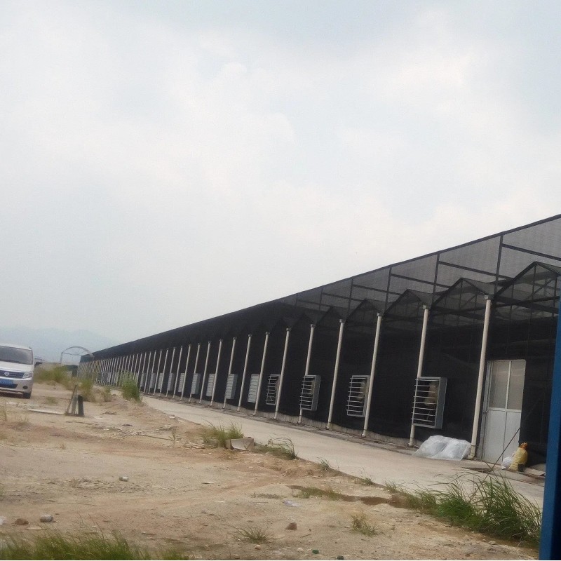 Green Alocasia Pink Dragon Foliage Real Plants