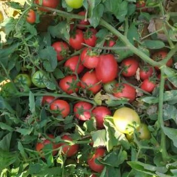 Premium 100% Natural Boswellia Extract Powder for Health