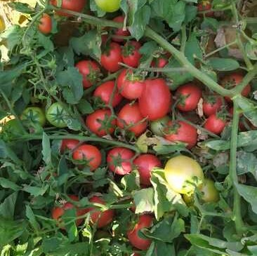 Premium 100% Natural Boswellia Extract Powder for Health