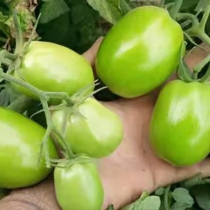 Premium 100% Natural Boswellia Extract Powder for Health