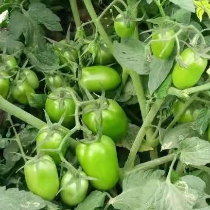 Premium 100% Natural Boswellia Extract Powder for Health