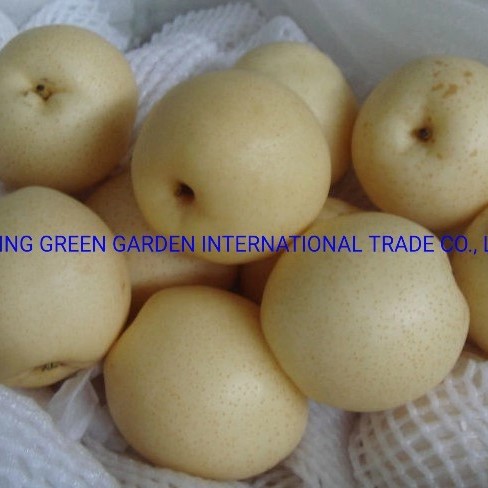 Top Quality with Best Price Chinese Fresh Sweet Ya Pear Fruit