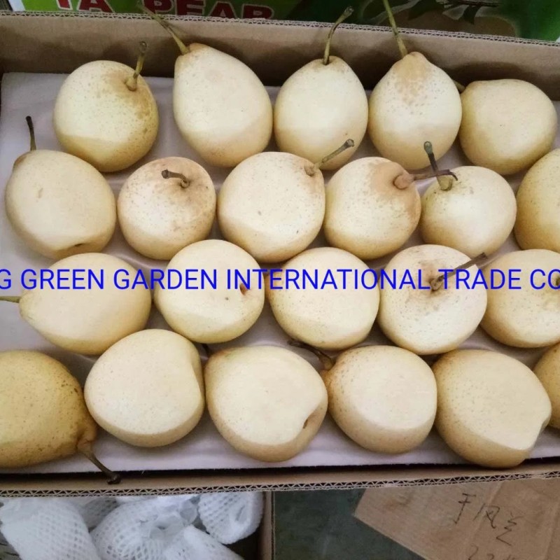 Top Quality with Best Price Chinese Fresh Sweet Ya Pear Fruit
