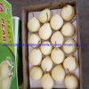 Top Quality with Best Price Chinese Fresh Sweet Ya Pear Fruit