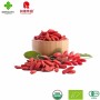 Organic Goji Berries Dried Fruit for Healthy Life at Affordable Prices