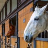 Outdoor Horse Stable Horse Stable Horse Boxes
