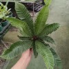 Wholesale High Quality Asplenium Nidus Cobra Fern Indoor Live Plants for Sale